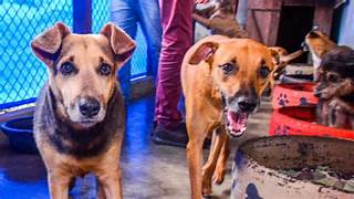 Veja como garantir vaga no Castramóvel para cães fêmeas de 13 a 17 de abril no Novo Buritizal