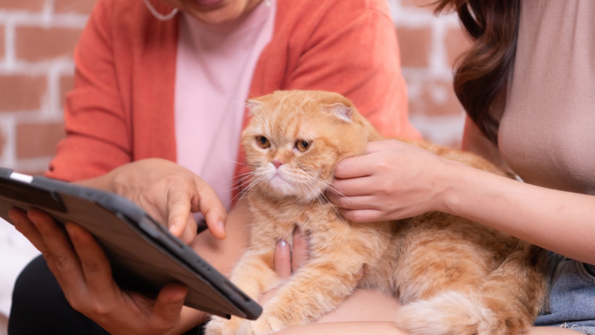 Nova lei garante guarda compartilhada de pets; veja como funciona