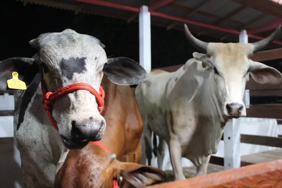 Expofeira 2026 abre inscrições para expositores de animais em Macapá